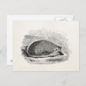 Vintager Igel Igel 1800 Postkarte (Vorne/Hinten)