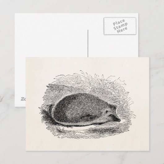 Vintager Igel Igel 1800 Postkarte (Vorne/Hinten)