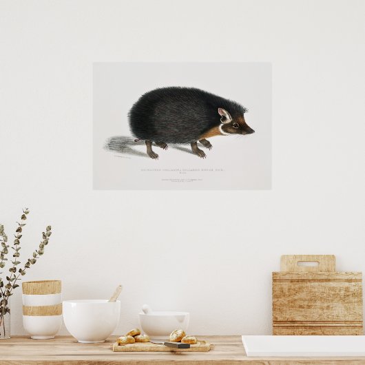Vintager Igel Poster (Küche)
