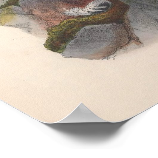 Vintager Island Falcon Bird Poster (Ecke)