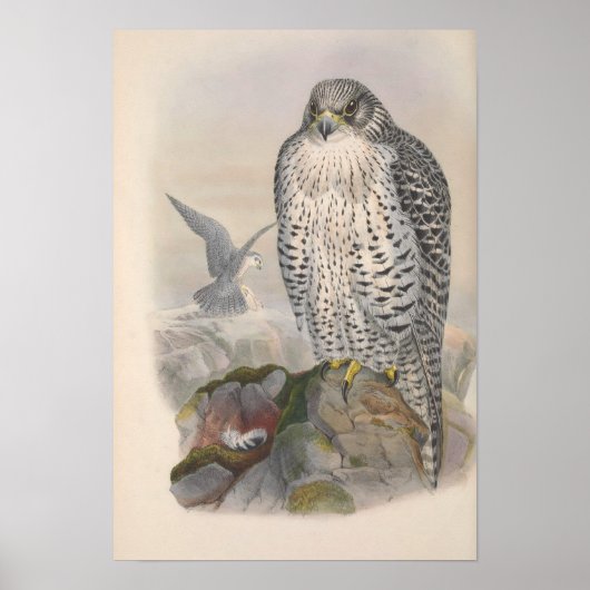 Vintager Island Falcon Bird Poster (Vorne)