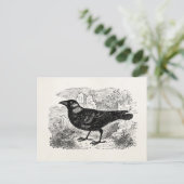Vintager Jackdaw Crow Bird Personalisierte Vogelkr Postkarte (Stehend Vorderseite)