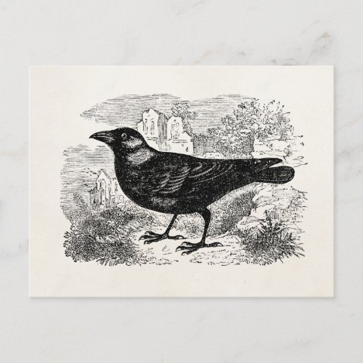 Vintager Jackdaw Crow Bird Personalisierte Vogelkr Postkarte (Vorderseite)
