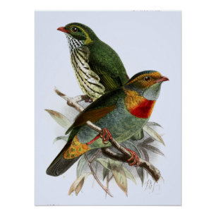 Vintager John Keulemans Rotbandfrucht Poster