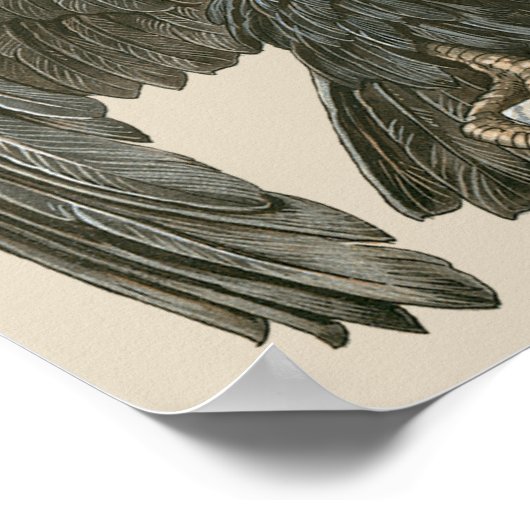 Vintager Jugendjugendadler, Raubvögel Poster (Ecke)