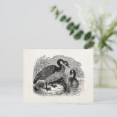 Vintager kanadischer Gänsevogel - Vogelvorlage Postkarte (Stehend Vorderseite)