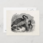 Vintager kanadischer Gänsevogel - Vogelvorlage Postkarte (Vorne/Hinten)