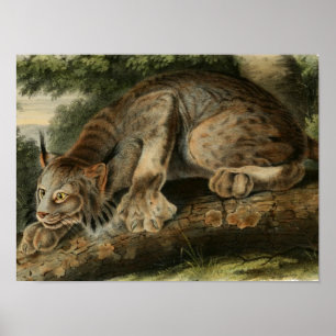 Vintager kanadischer Lynx Illustration Poster