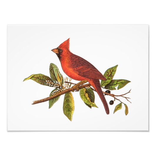 Vintager Kardinal Song Bird Illustration - 1800er Fotodruck (Vorne)