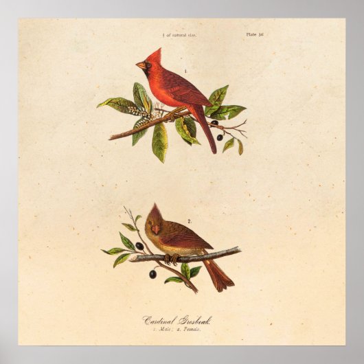 Vintager Kardinal Song Bird Illustration - 1800er Poster (Vorne)