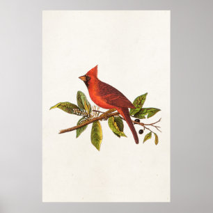 Vintager Kardinal Song Bird Illustration - 1800er Poster