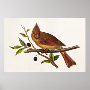 Vintager Kardinal Song Bird Illustration - Weiblic Poster