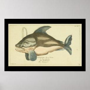 Vintager Killwal Orca Print Poster