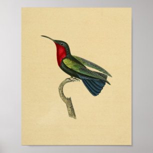 Vintager Kolibri-Druck-rotes Blau 1830 Poster