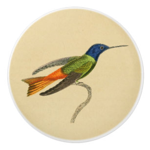 Vintager Kolibri-Fach-Griff 1830 Keramikknauf