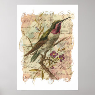 Vintager Kolibri Poster