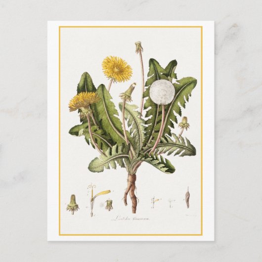 Vintager Kronleuchter Botanische Illustration Postkarte (Vorderseite)