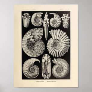 Vintager Kunst-Druck Ammonitida Farbernst Haeckel Poster