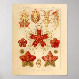 Vintager Kunst-Druck Asteridae Farbernst Haeckel Poster