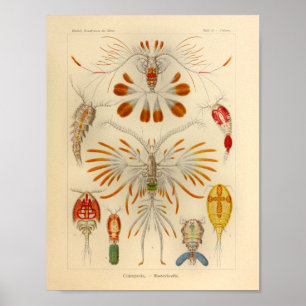 Vintager Kunst-Druck Copepoda Farbernst Haeckel Poster