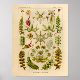 Vintager Kunst-Druck Leberblümchen-Farbernst Poster