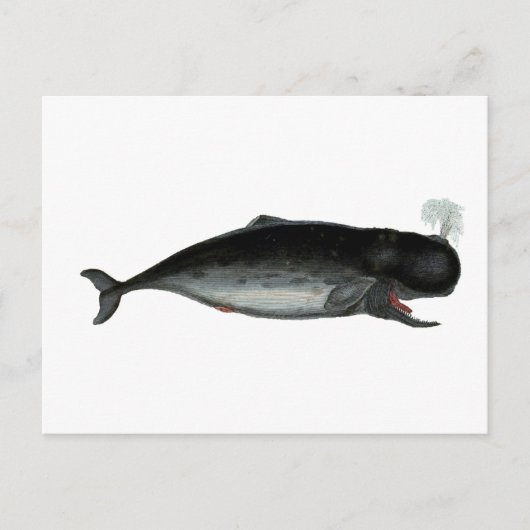 Vintager Laughing Whale Postkarte (Vorderseite)