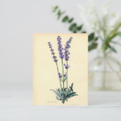 Vintager Lavendel Postkarte (Stehend Vorderseite)