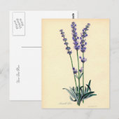 Vintager Lavendel Postkarte (Vorne/Hinten)