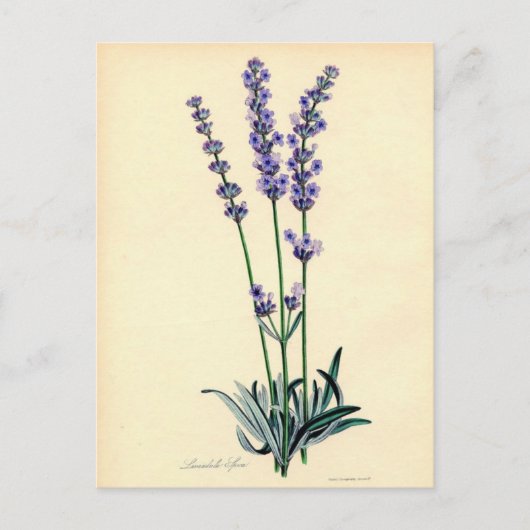 Vintager Lavendel Postkarte (Vorderseite)