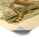 Vintager Leopard Naturgeschichte Big Cat Print Poster (Ecke)