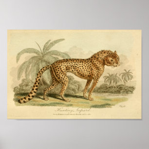 Vintager Leopard-Naturgeschichte-große Poster