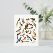 Vintager Lithograph vieler Vogelarten Postkarte (Stehend Vorderseite)