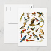 Vintager Lithograph vieler Vogelarten Postkarte (Vorne/Hinten)