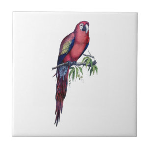 Vintager Makaw Bird Fliese