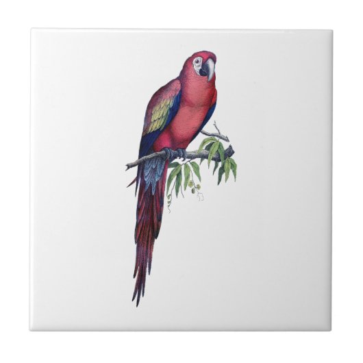 Vintager Makaw Bird Fliese (Vorderseite)