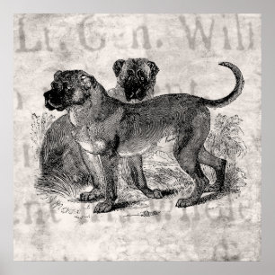 Vintager Mastiff Hund 1800er Mastiffs Hunde Vorlag Poster