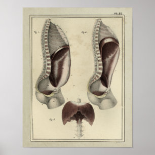 Vintager Membranmuskel-Anatomie-Druck 1831 Poster
