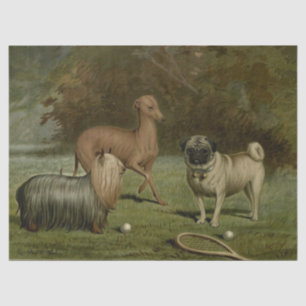 Vintager Mops, italienischer Grauthund, Yorkshire  Seidenpapier
