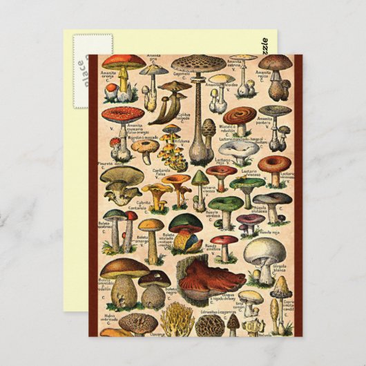 Vintager Mushroom-Guide Postkarte (Vorne/Hinten)