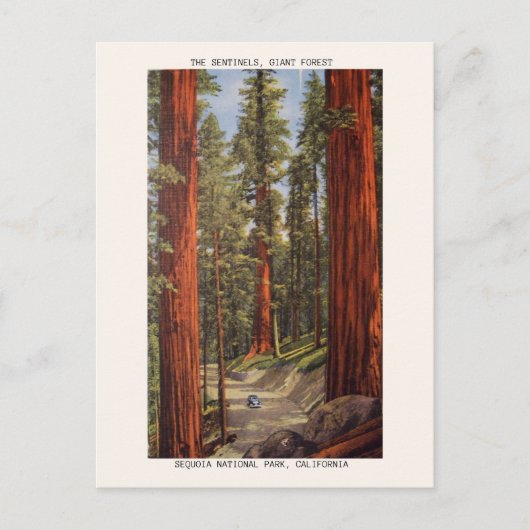 Vintager Nationalpark Sentinels Bäume Sequoia Postkarte (Vorderseite)