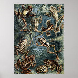 Vintager Naturalist Ernst Haeckel Frogs and Toads Poster