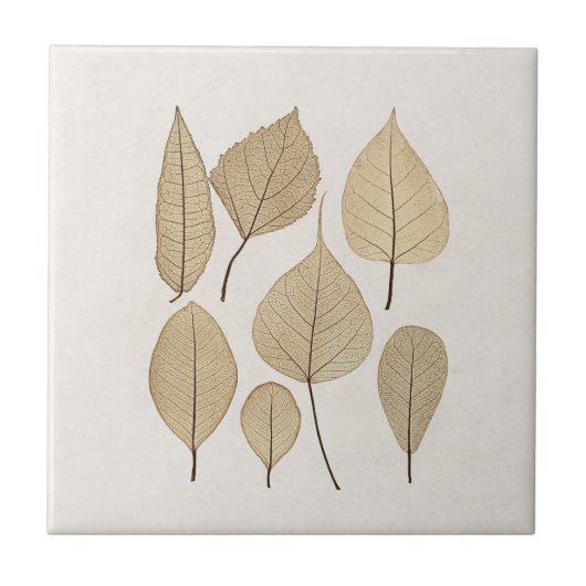 Vintager naturalistischer botanischer Zeichn | Blä Fliese (Vorderseite)