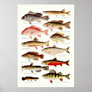 Vintager Nordamerikanischer Fisch Poster