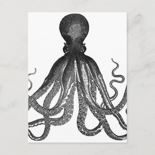 Vintager Octopus Sea Animal Postkarte (Vorderseite)
