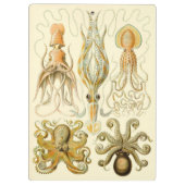 Vintager Octopus-Tintenfisch Gamochonia von Ernst Klemmbrett (Rückseite)