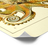 Vintager Octopus-Tintenfisch Gamochonia von Ernst Poster (Ecke)