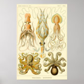 Vintager Octopus-Tintenfisch Gamochonia von Ernst Poster (Vorne)