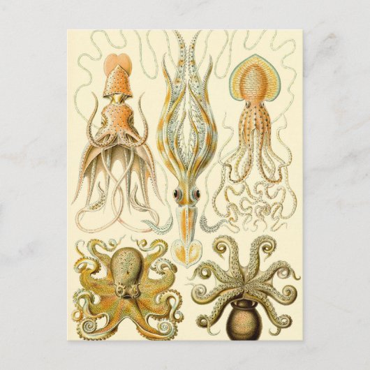 Vintager Octopus-Tintenfisch Gamochonia von Ernst  Postkarte (Vorderseite)