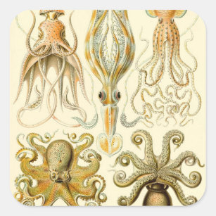 Vintager Octopus-Tintenfisch Gamochonia von Ernst  Quadratischer Aufkleber