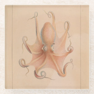 Vintager Oktopus 1851 Eledon Aldrovandi Glasuntersetzer